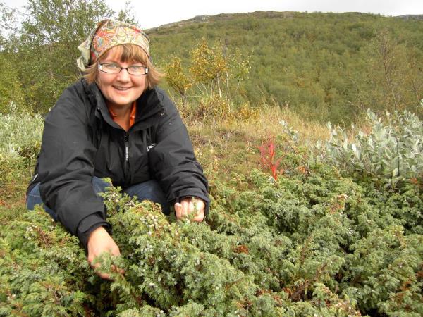 Swedish Lapland luxury food short break