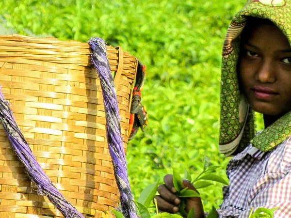 North East India tailor made holiday