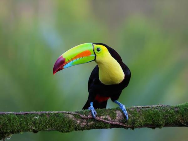 Costa Rica 2 week nature tour