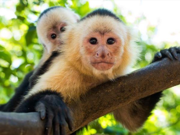 Costa Rica 2 week nature tour