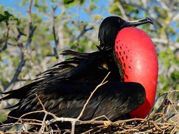 Machu Picchu and Galapagos holiday