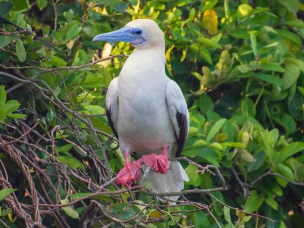 Machu Picchu and Galapagos holiday