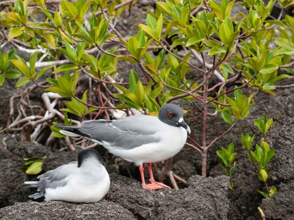 Machu Picchu and Galapagos holiday