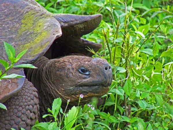 Machu Picchu and Galapagos holiday