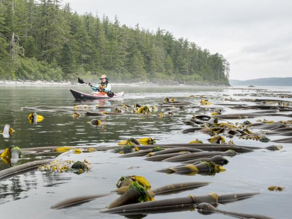 Kayak with orcas holiday in Canada