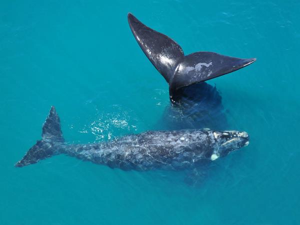 Patagonia wildlife holiday, tailormade