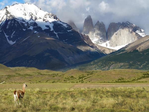 Patagonia wildlife holiday, tailormade