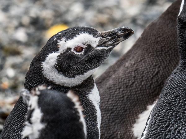 Patagonia wildlife holiday, tailormade