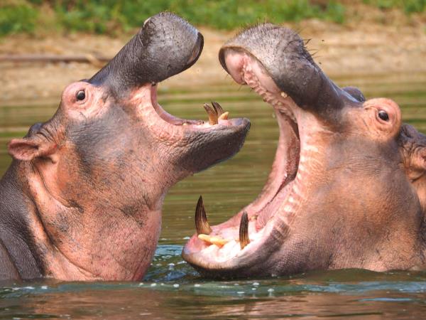 Ghana wildlife safari, 4 days