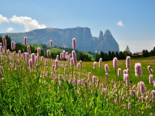 Walking in the Dolomites small group holiday