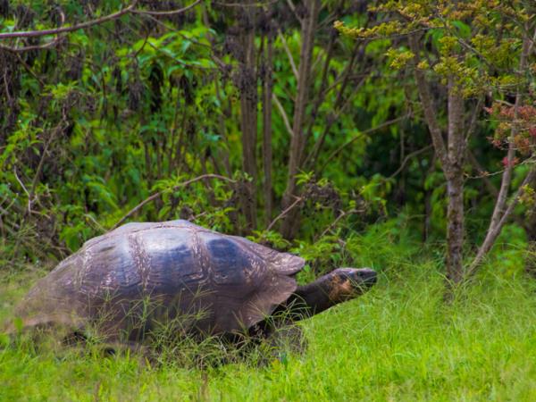 Galapagos 7 day Western Islands cruise
