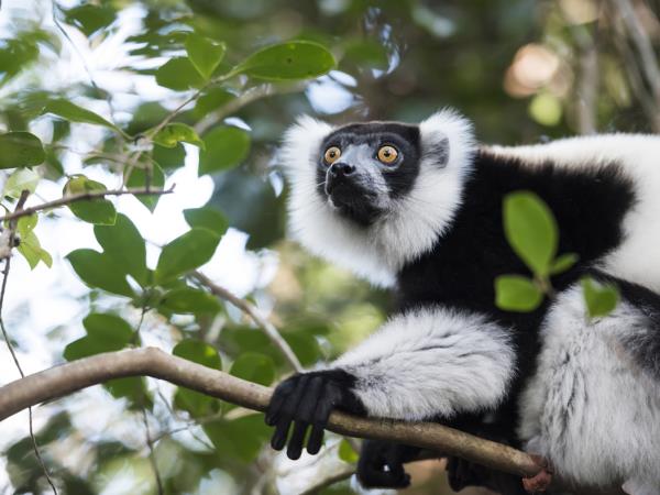 Southern Madagascar, Lemurs, baobabs & beaches 