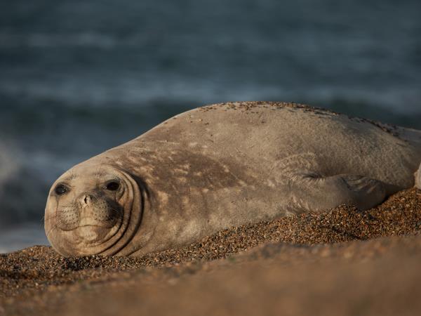 Patagonia wildlife holiday, tailormade