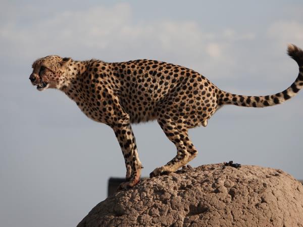 Culture and history of Kenya holiday