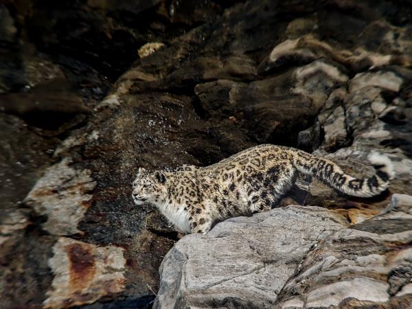 Snow leopard trek in Ladakh, India