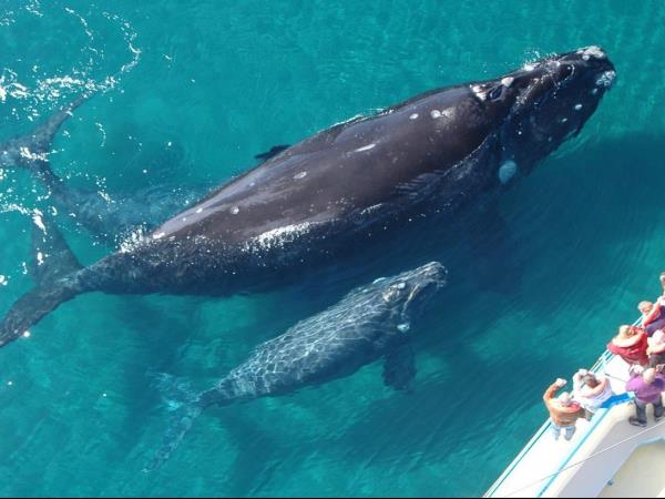 Wild Argentina holiday, tailor made