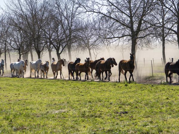 Wild Argentina holiday, tailor made