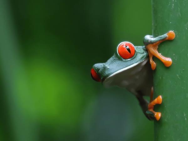 Costa Rica on a shoestring, self drive holiday