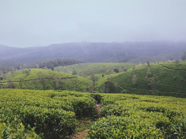 Sri Lanka guided country tour