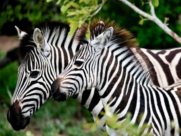 Lesotho and Eswatini holiday, Southern Africa