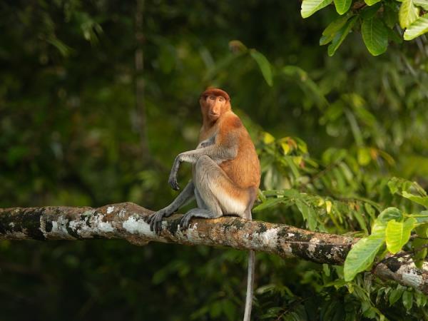 Borneo wildlife photography tour