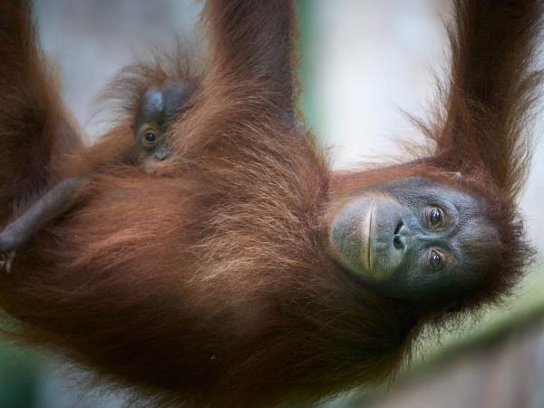 Borneo wildlife photography tour