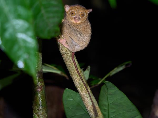 Borneo wildlife photography tour