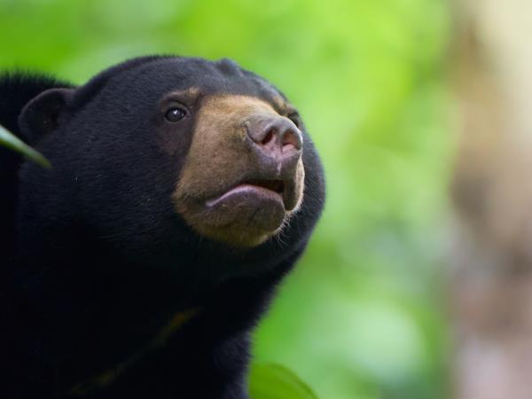 Borneo wildlife photography tour