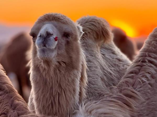 Mongolia adventure holiday, off the beaten track