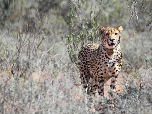 Family wildlife volunteering holiday, South Africa