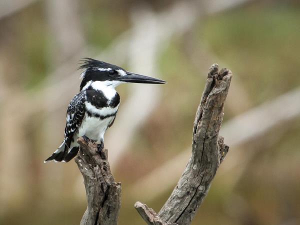 Wilderness conservation holiday, South Africa