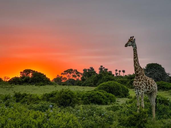 Wilderness conservation holiday, South Africa