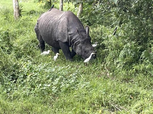 Chitwan safari & rafting in Nepal