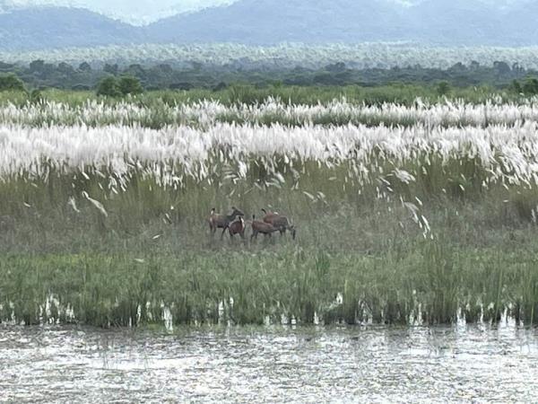 Chitwan safari & rafting in Nepal