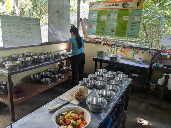 Wildlife rescue volunteering in Costa Rica