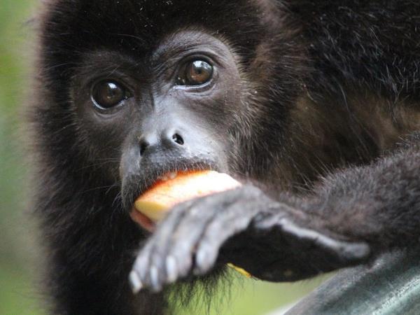 Wildlife rescue volunteering in Costa Rica