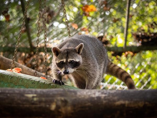 Wildlife rescue volunteering in Costa Rica