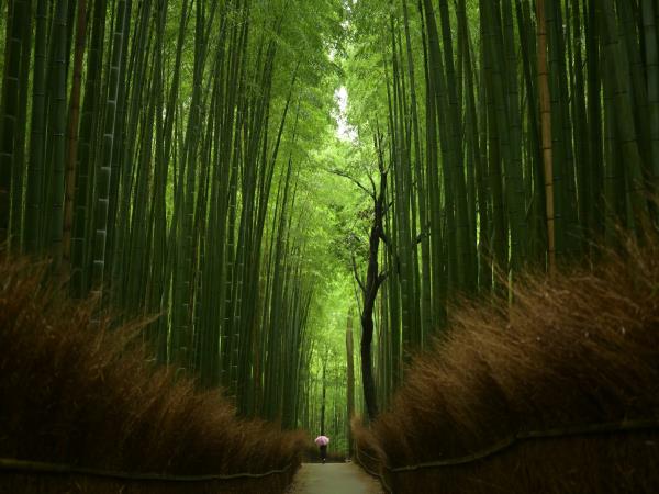 Japan adventure holiday on a budget