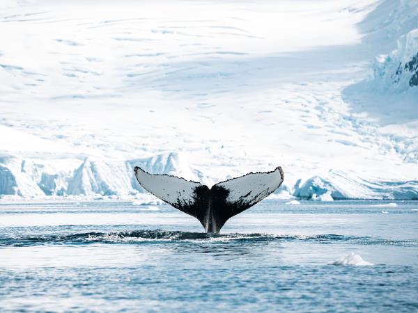 Luxury Chile & Antarctic cruise holiday
