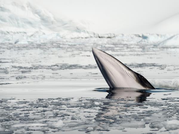 Active Argentina and Antarctic cruise holiday