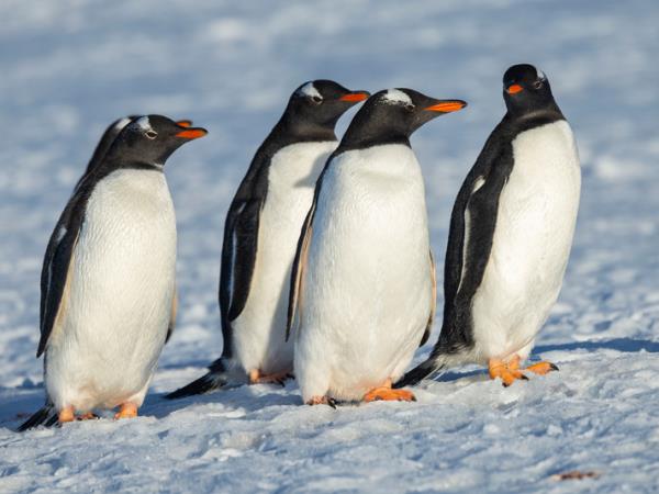 Active Argentina and Antarctic cruise holiday