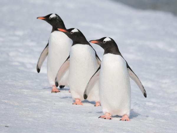 Patagonia and Antarctica holiday