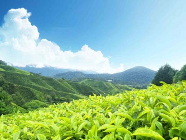 Kerala tailor made holiday