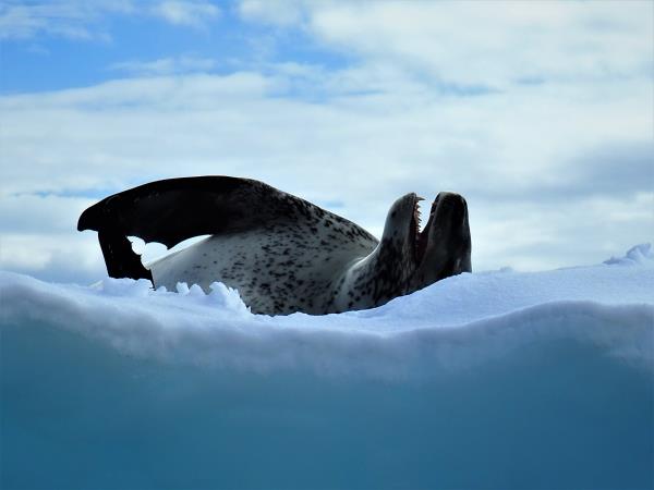 Argentina & Antarctica 1 month holiday