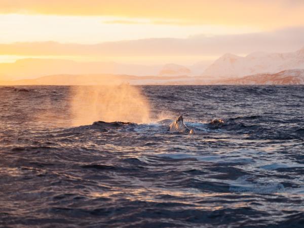 Whale watching and Northern Lights sailing holiday in Norway