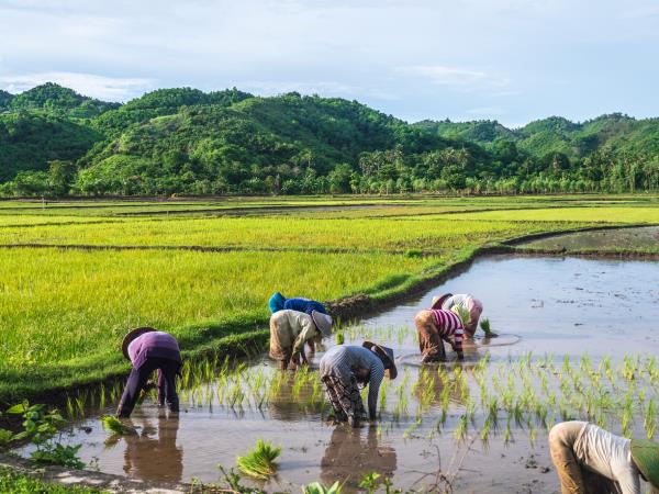 Walking in Bali and Lombok small group holiday