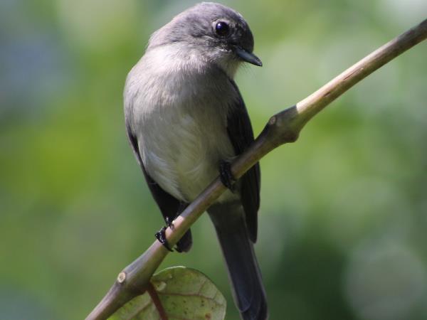 Uganda bird watching holiday with primate trek