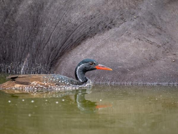 Uganda bird watching holiday with primate trek