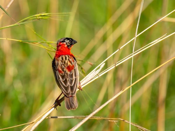 Uganda bird watching holiday with primate trek