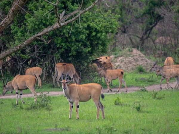 Uganda wildlife highlights holiday
